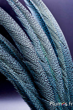 Fagiano dorato - 60-70 cm - azzurro cielo